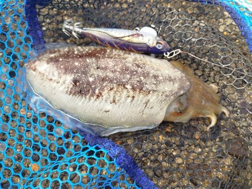 コウイカの釣果