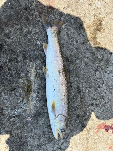 ホッケの釣果
