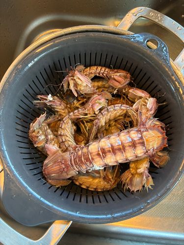 シャコエビの釣果