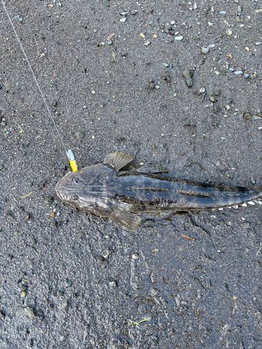 マゴチの釣果