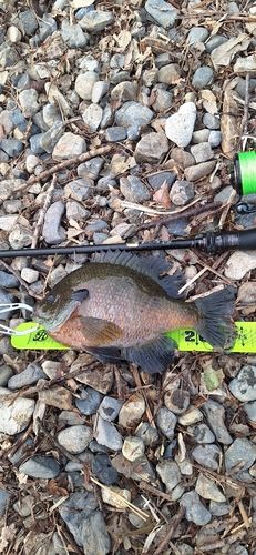 ブルーギルの釣果