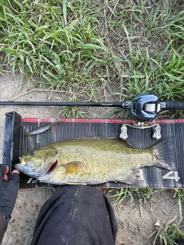 スモールマウスバスの釣果