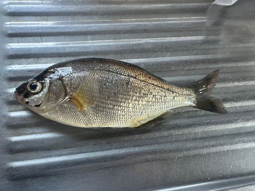 ウミタナゴの釣果