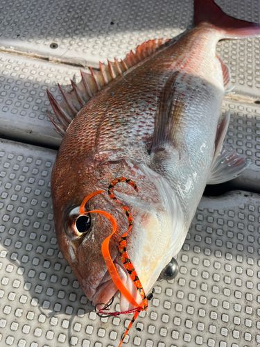 マダイの釣果