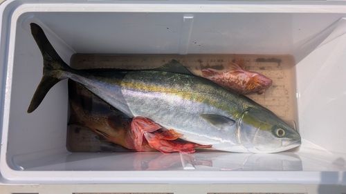 メジロの釣果