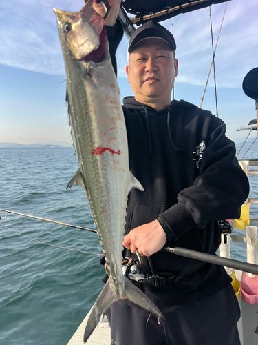 サゴシの釣果