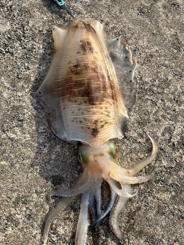 アオリイカの釣果