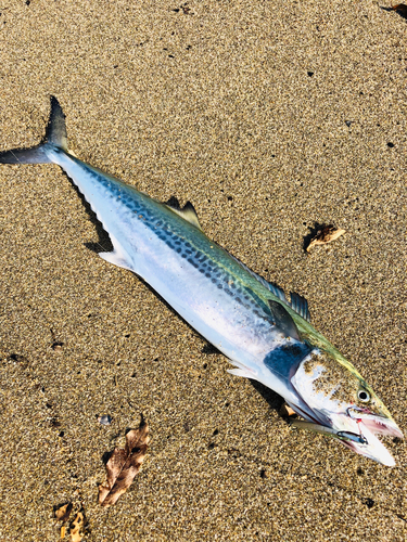 サゴシの釣果