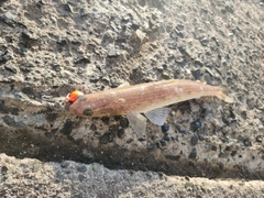 エソの釣果