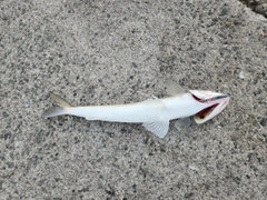 エソの釣果