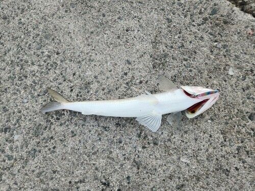 エソの釣果