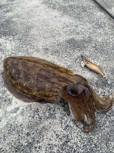 カミナリイカの釣果