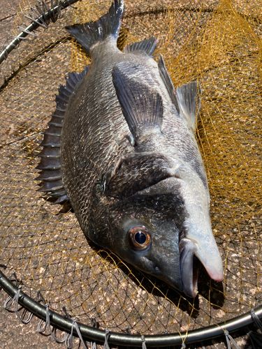 チヌの釣果