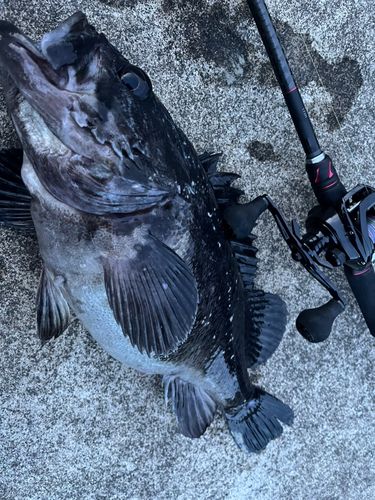 クロソイの釣果