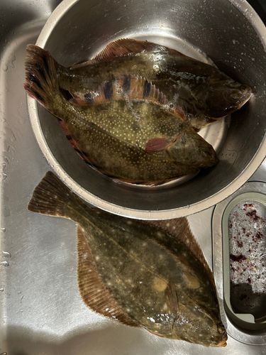 イシガレイの釣果
