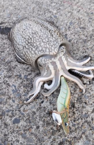 シリヤケイカの釣果
