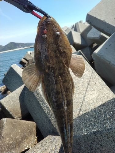 マゴチの釣果