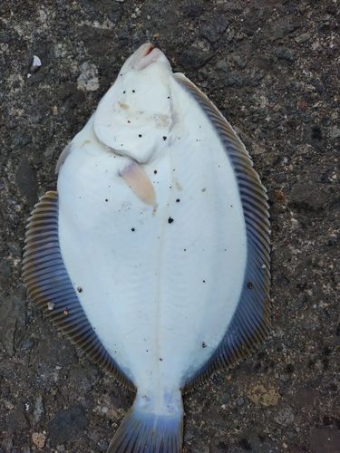 イシガレイの釣果