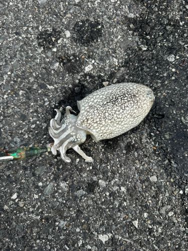 シリヤケイカの釣果