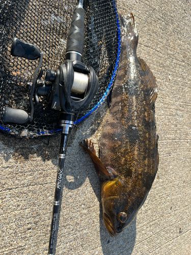 アブラコの釣果