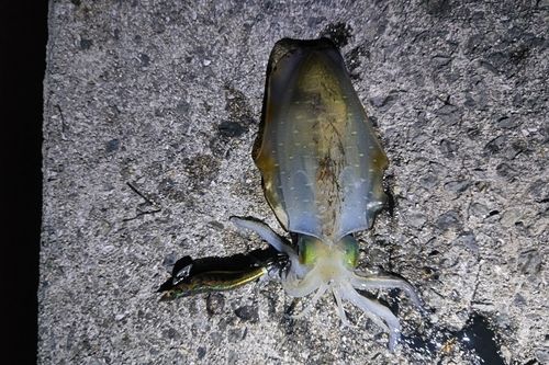 アオリイカの釣果