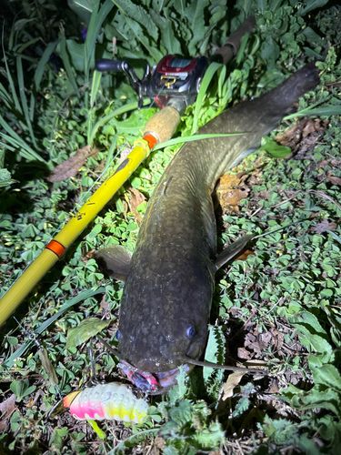 ナマズの釣果