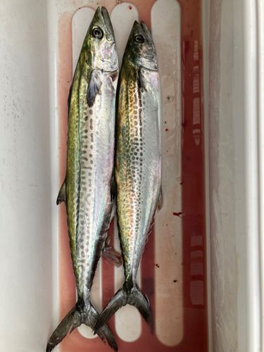 サゴシの釣果