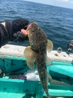 マゴチの釣果