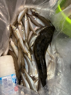 シロギスの釣果
