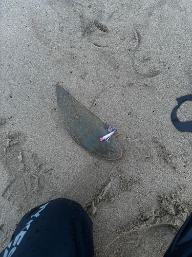 シタビラメの釣果