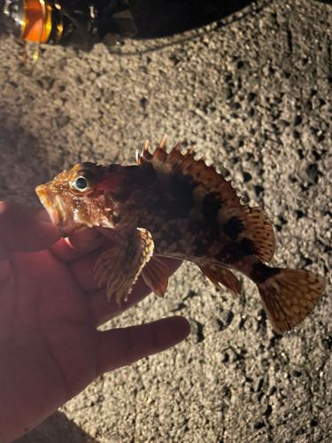 ガシラの釣果