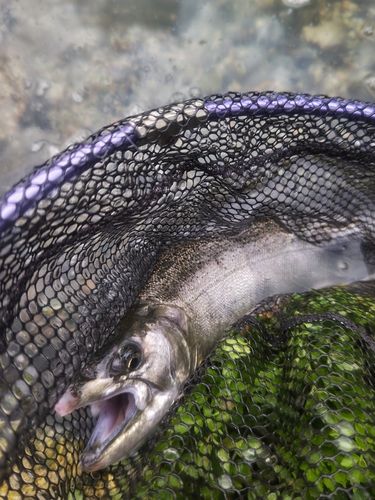 ニジマスの釣果