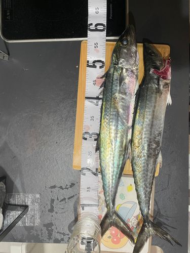 サゴシの釣果