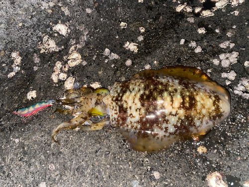 アオリイカの釣果
