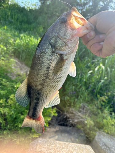 ラージマウスバスの釣果