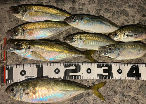アジの釣果