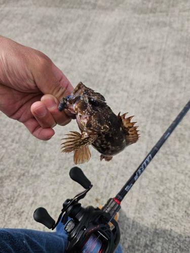 ガシラの釣果