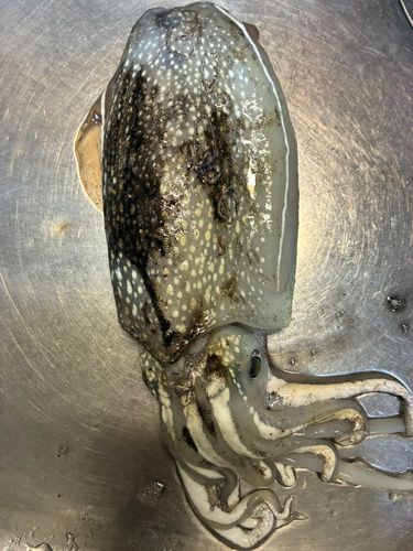 シリヤケイカの釣果