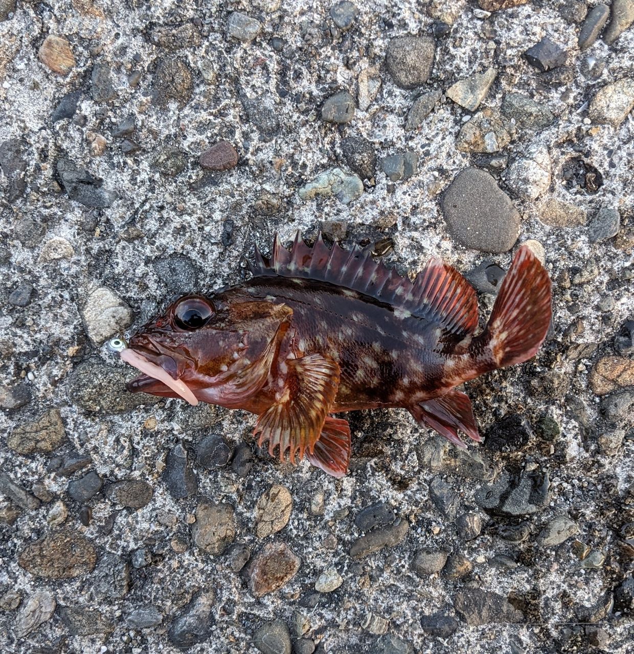 カサゴの釣果写真