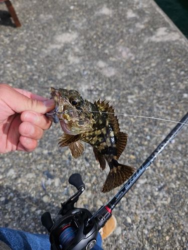 ガシラの釣果
