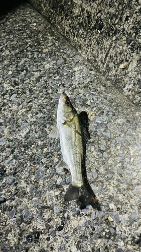 セイゴ（ヒラスズキ）の釣果