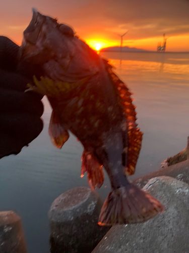 カサゴの釣果