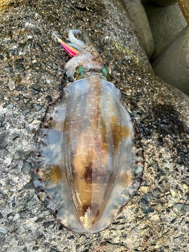 アオリイカの釣果