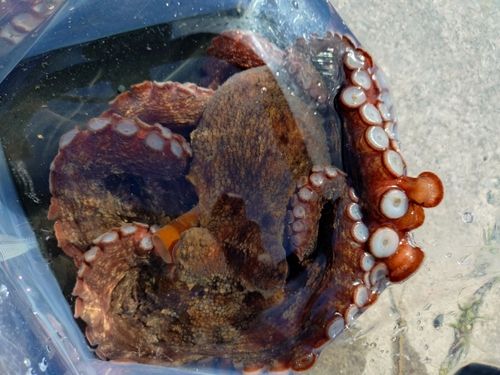 タコの釣果