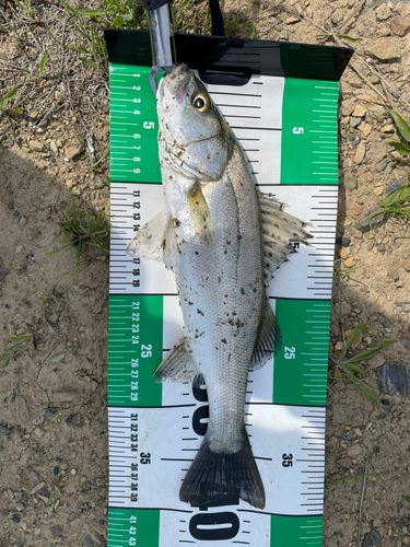 セイゴ（マルスズキ）の釣果
