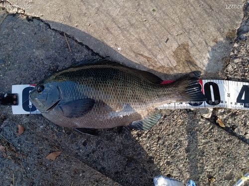 メジナの釣果