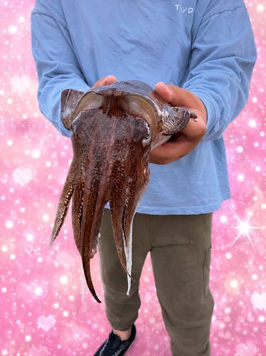 カミナリイカの釣果