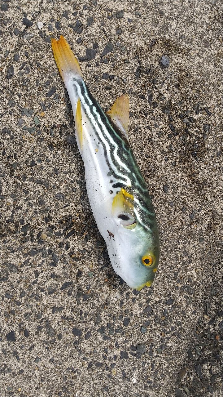 シマフグの釣果写真