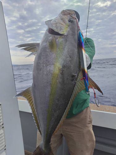 ヒレナガカンパチの釣果