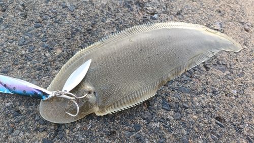 シタビラメの釣果